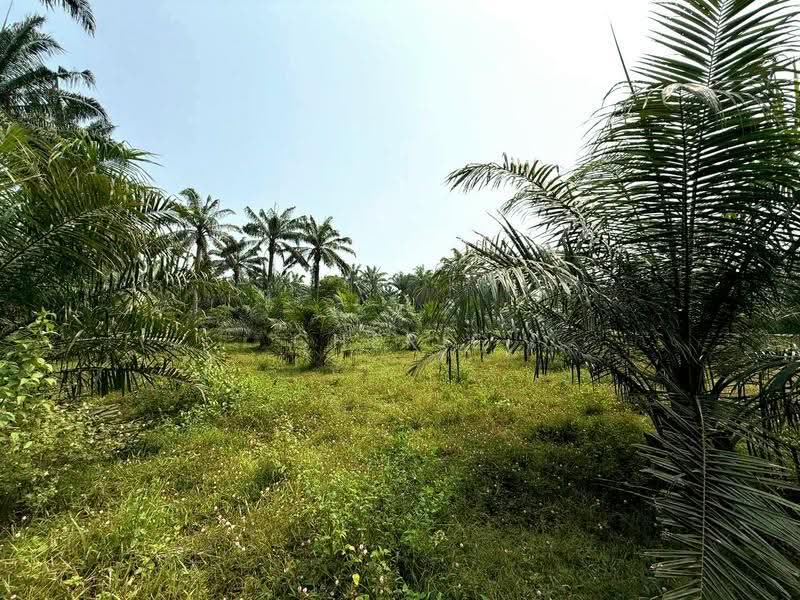 Agricultural Land for Sale in Sungai Siput (Perak) - Cherie Chong - PropertyGuru.com.my
