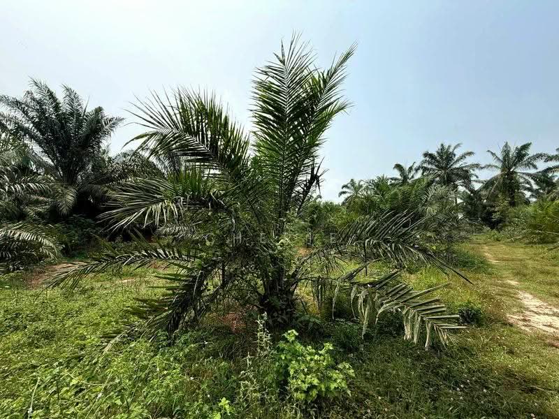 Agricultural Land for Sale in Sungai Siput (Perak) - Cherie Chong - PropertyGuru.com.my