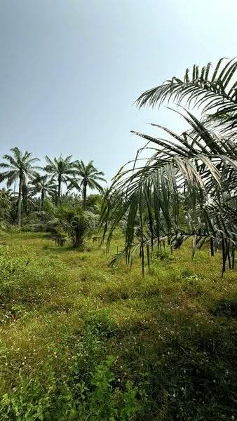 Agricultural Land for Sale in Sungai Siput (Perak) - Cherie Chong - PropertyGuru.com.my
