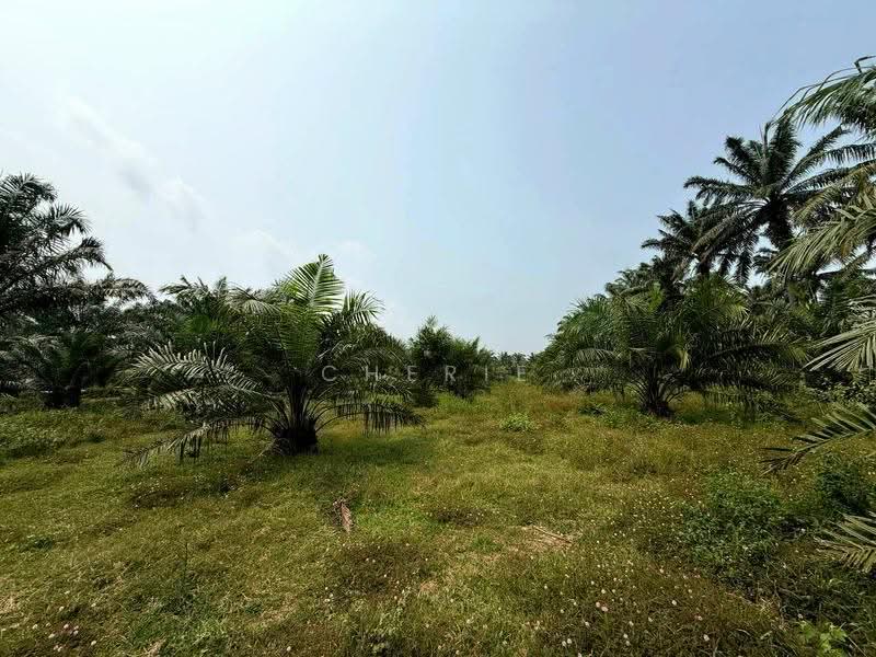 Agricultural Land for Sale in Sungai Siput (Perak) - Cherie Chong - PropertyGuru.com.my