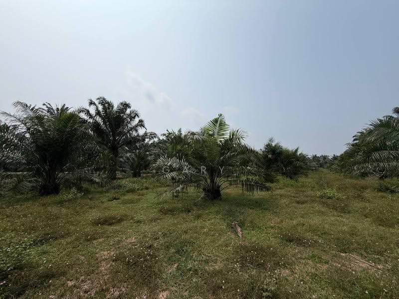 Agricultural Land for Sale in Sungai Siput (Perak) - Gary Tang - Garden - PropertyGuru.com.my