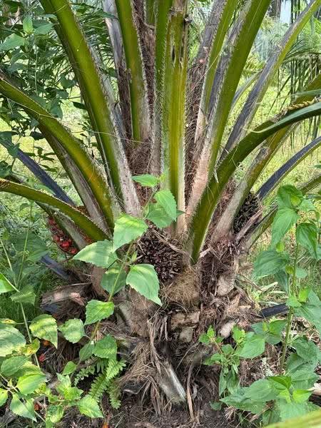 Agricultural Land for Sale in Sungai Siput (Perak) - Gary Tang - Exterior - PropertyGuru.com.my