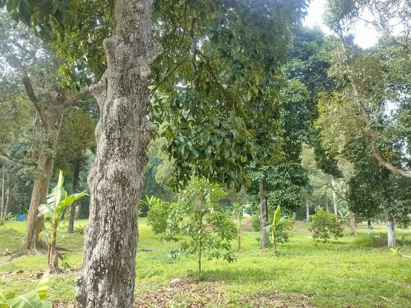 Agricultural Land for Sale in Kampung Titi Serong (Balik Pulau) - Gaik Suan Tan - Garden - PropertyGuru.com.my