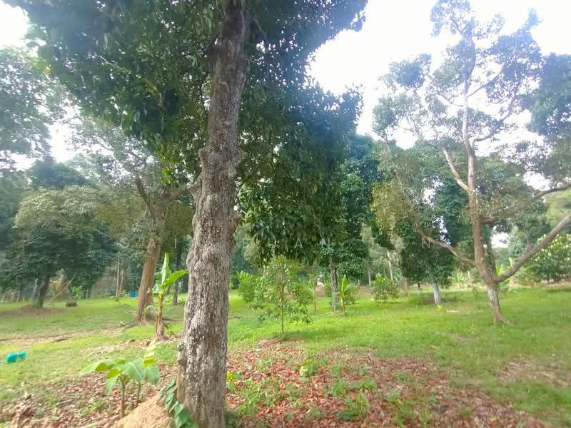 Agricultural Land for Sale in Kampung Titi Serong (Balik Pulau) - Gaik Suan Tan - Garden - PropertyGuru.com.my