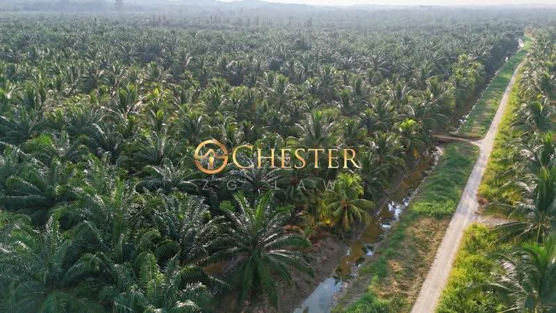 Tanah Pertanian untuk Dijual di Minyak Beku (Batu Pahat) - ZG Law - PropertyGuru.com.my