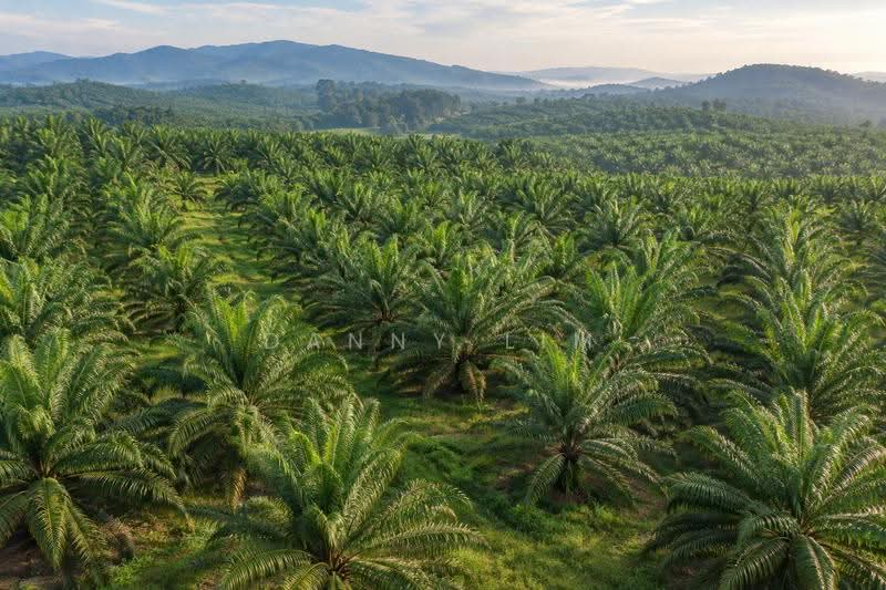 Agricultural Land for Sale in Gua Musang (Kelantan) - Danny Lim - Exterior - PropertyGuru.com.my