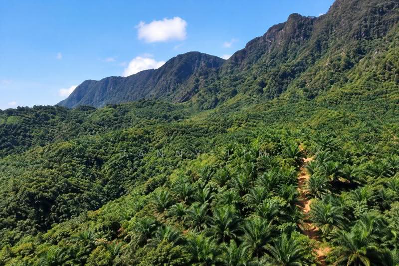 Agricultural Land for Sale in Gua Musang (Kelantan) - Danny Lim - Exterior - PropertyGuru.com.my