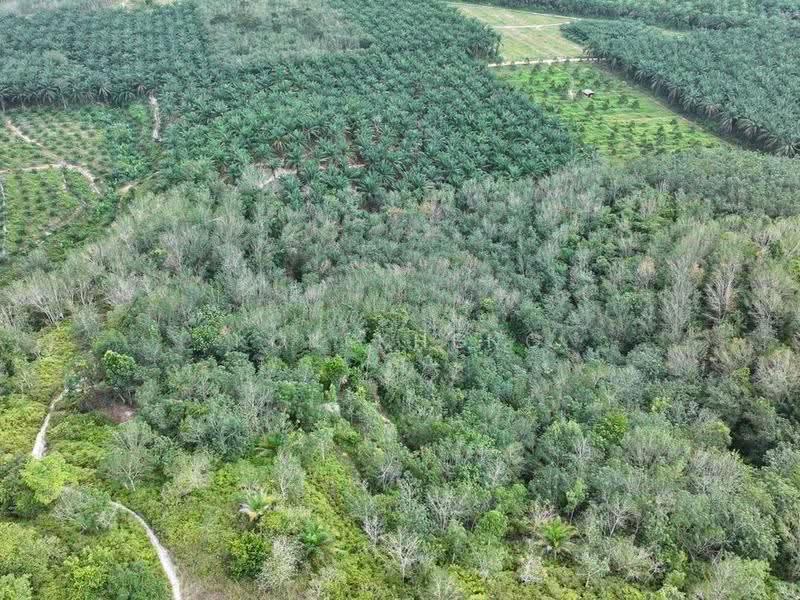 Agricultural Land for Sale in Gerik (Perak) - KC Ng - Exterior - PropertyGuru.com.my