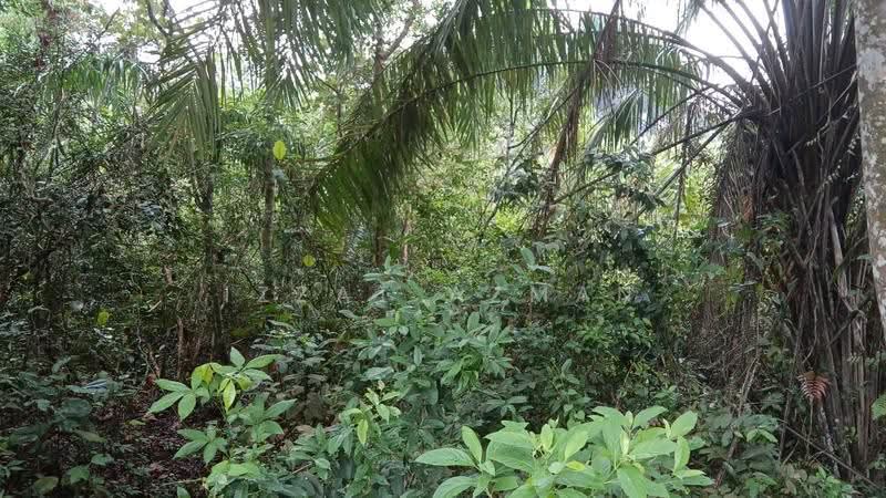 Commercial Land for Sale in Kampung Bukit Diman (Penghulu Diman) - Izzat Azman - Exterior - PropertyGuru.com.my