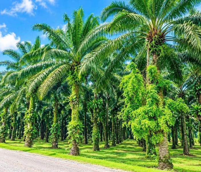 Agricultural Land for Sale in Jeram Batu (Pontian) - Jocelyn Lee - Exterior - PropertyGuru.com.my