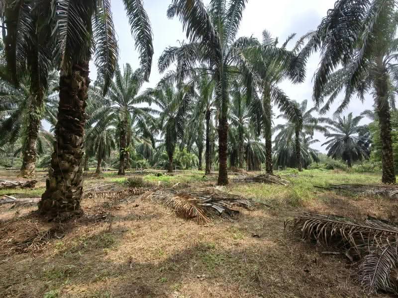 Agricultural Land for Sale in Port Dickson (Negeri Sembilan) - Vincent Tee - Exterior - PropertyGuru.com.my
