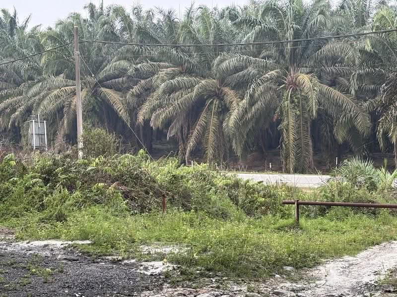 Agricultural Land for Sale in Jemaluang (Mersing) - Ivy Low - Exterior - PropertyGuru.com.my