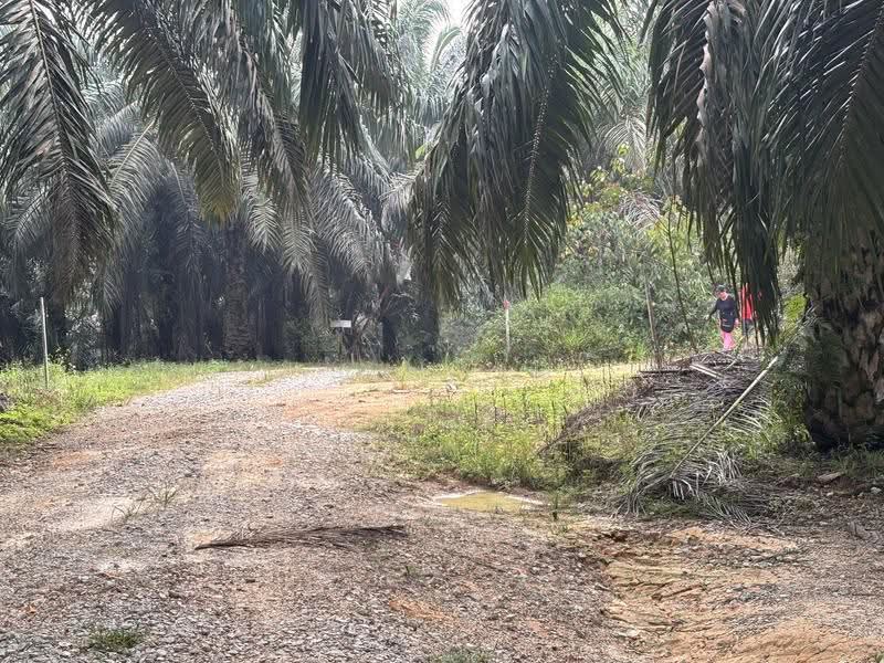 Agricultural Land for Sale in Jemaluang (Mersing) - Ivy Low - Exterior - PropertyGuru.com.my