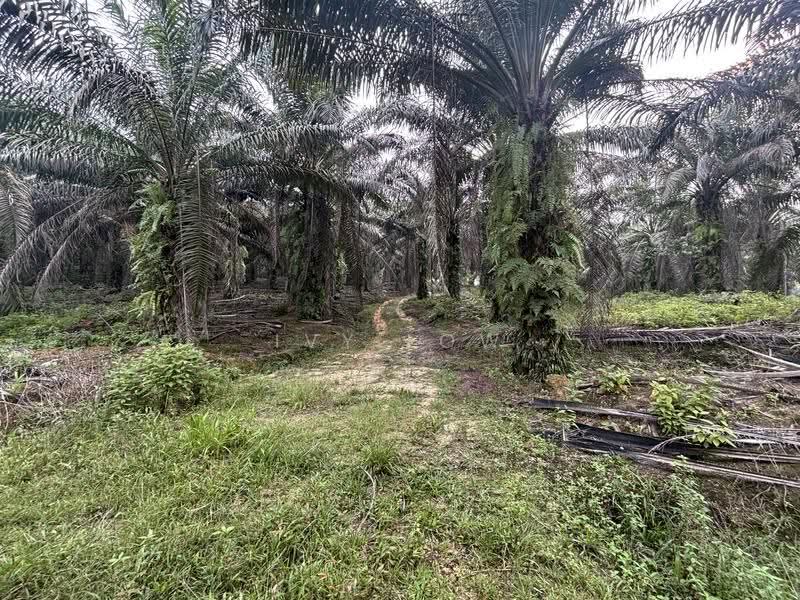 Agricultural Land for Sale in Jemaluang (Mersing) - Ivy Low - Exterior - PropertyGuru.com.my