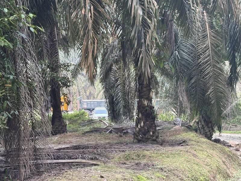 Agricultural Land for Sale in Jemaluang (Mersing) - Ivy Low - PropertyGuru.com.my