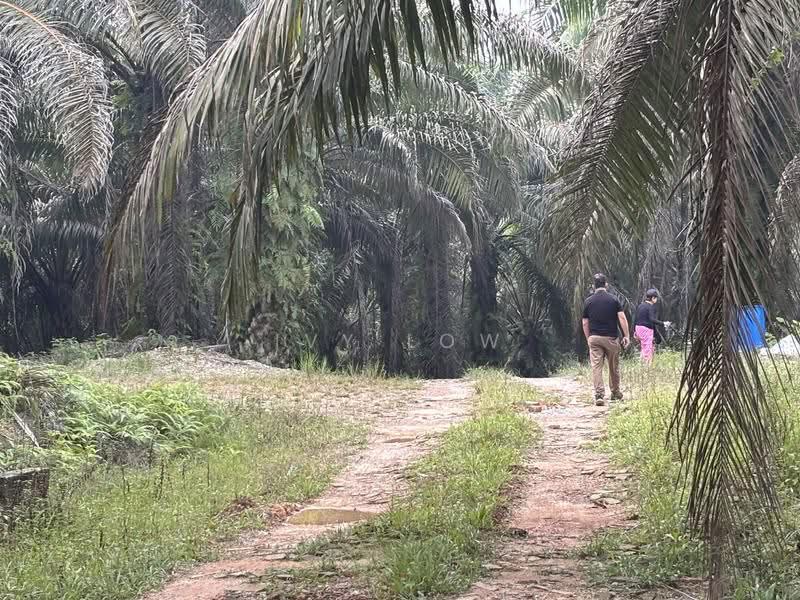 Agricultural Land for Sale in Jemaluang (Mersing) - Ivy Low - Exterior - PropertyGuru.com.my
