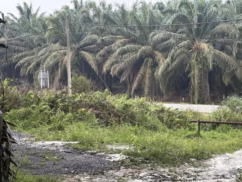 Agricultural Land for Sale in Jemaluang (Mersing) - Ivy Low - Exterior - PropertyGuru.com.my