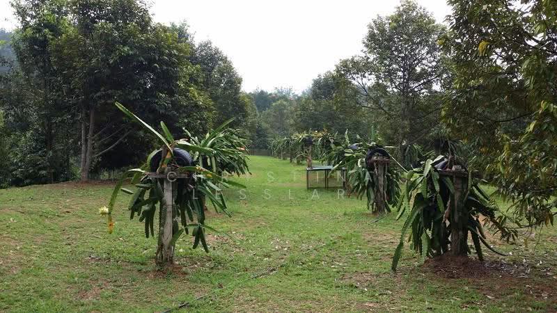 Residential Land for Sale in Janda Baik (Bentong) - Christina Lesslar - PropertyGuru.com.my