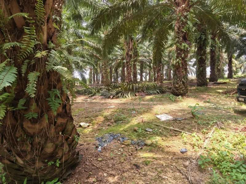 Agricultural Land for Sale in Kota Tinggi (Johor) - KS Chin - Exterior - PropertyGuru.com.my