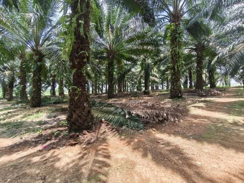 Agricultural Land for Sale in Kota Tinggi (Johor) - KS Chin - Garden - PropertyGuru.com.my
