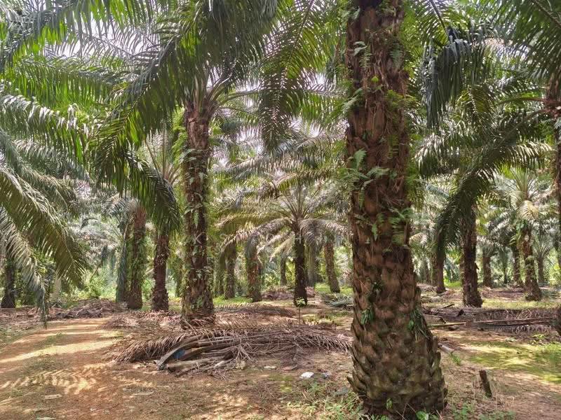 Agricultural Land for Sale in Kota Tinggi (Johor) - KS Chin - PropertyGuru.com.my