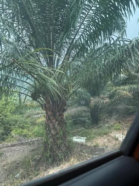 Agricultural Land for Sale in Johol (Negeri Sembilan) - Kelly Wai - Exterior - PropertyGuru.com.my