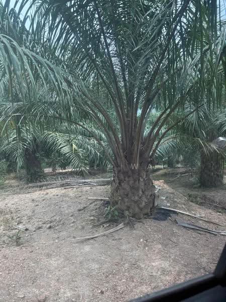 Agricultural Land for Sale in Johol (Negeri Sembilan) - Kelly Wai - Exterior - PropertyGuru.com.my