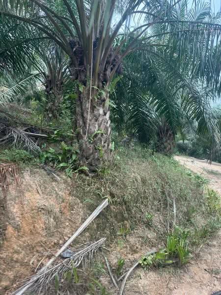 Agricultural Land for Sale in Johol (Negeri Sembilan) - Kelly Wai - Exterior - PropertyGuru.com.my