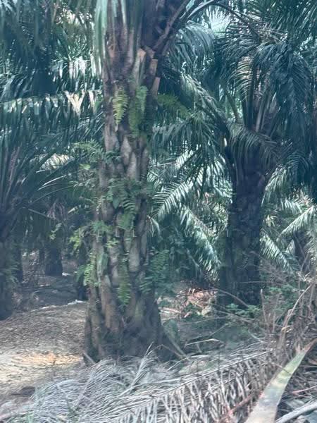 Agricultural Land for Sale in Johol (Negeri Sembilan) - Kelly Wai - Exterior - PropertyGuru.com.my