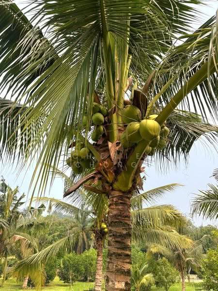 Tanah Pertanian untuk Dijual di Sungai Siput (Perak) - Cherie Chong - PropertyGuru.com.my