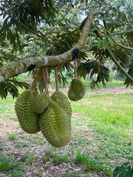 Tanah Pertanian untuk Dijual di Karak (Pahang) - Jacob Simmon - Garden - PropertyGuru.com.my