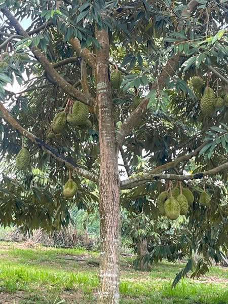 Tanah Pertanian untuk Dijual di Karak (Pahang) - Jacob Simmon - Garden - PropertyGuru.com.my