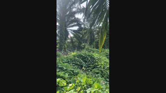Commercial Land for Sale in Keratong (Pahang) - Shaiful Rudy - PropertyGuru.com.my