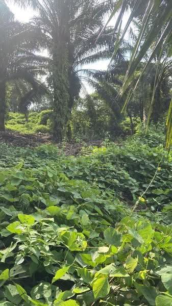 Commercial Land for Sale in Keratong (Pahang) - Shaiful Rudy - Garden - PropertyGuru.com.my