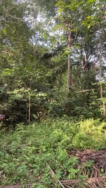 Commercial Land for Sale in Keratong (Pahang) - Shaiful Rudy - Exterior - PropertyGuru.com.my