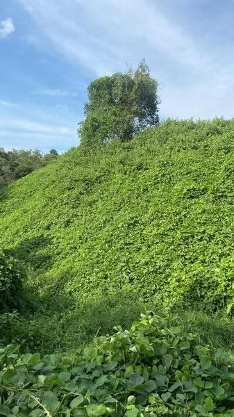 Commercial Land for Sale in Keratong (Pahang) - Shaiful Rudy - Exterior - PropertyGuru.com.my