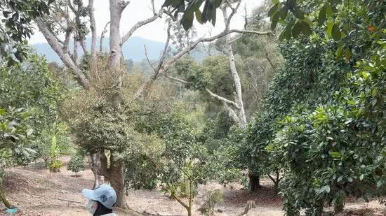 Tanah Pertanian untuk Dijual di Mantin (Negeri Sembilan) - Ray Goh - PropertyGuru.com.my