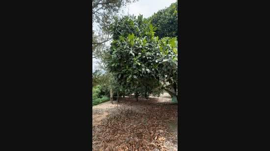 Tanah Pertanian untuk Dijual di Mantin (Negeri Sembilan) - Ray Goh - PropertyGuru.com.my
