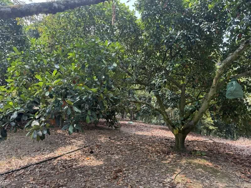 Tanah Pertanian untuk Dijual di Mantin (Negeri Sembilan) - Ray Goh - Exterior - PropertyGuru.com.my