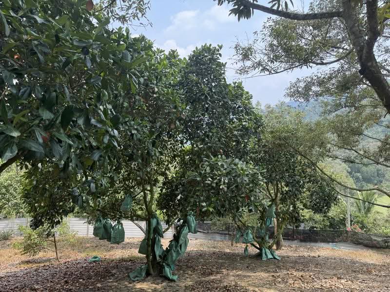 Tanah Pertanian untuk Dijual di Mantin (Negeri Sembilan) - Ray Goh - Exterior - PropertyGuru.com.my