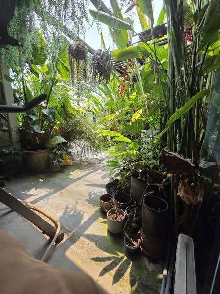 2-storey Terraced House for Rent in Petaling Jaya (Selangor) - Angel Lim - Garden - PropertyGuru.com.my
