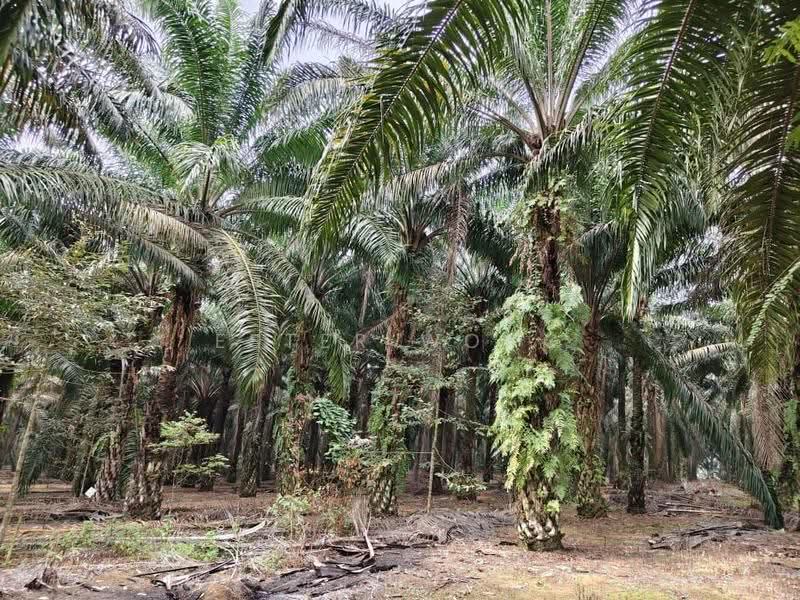 Industrial Land for Sale in Ulu Tiram (Johor) - Ester Wong - Exterior - PropertyGuru.com.my