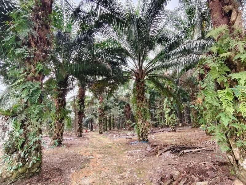 Industrial Land for Sale in Ulu Tiram (Johor) - Ester Wong - Exterior - PropertyGuru.com.my
