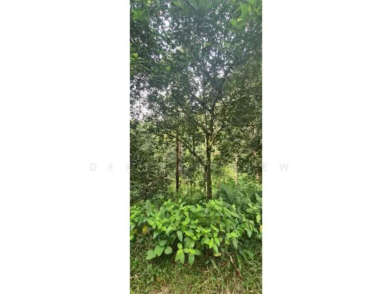 Tanah Pertanian untuk Dijual di Batang Kali (Selangor) - Dexter Chiew - PropertyGuru.com.my