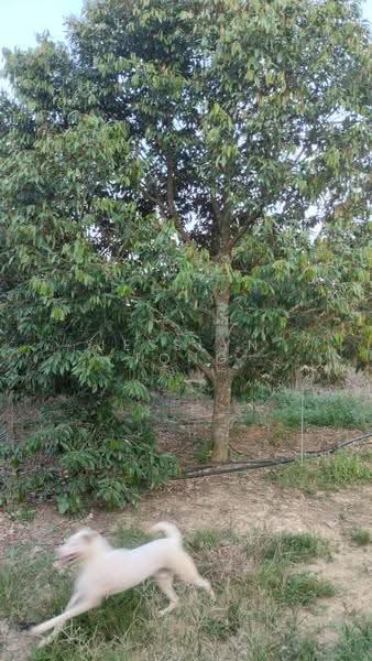 Agricultural Land for Sale in Simpang Pertang (Negeri Sembilan) - Jesslyn Tong - Garden - PropertyGuru.com.my