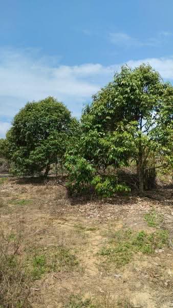 Agricultural Land for Sale in Simpang Pertang (Negeri Sembilan) - Jesslyn Tong - Garden - PropertyGuru.com.my