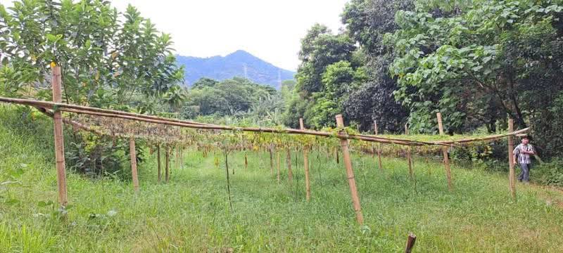 Agricultural Land for Sale in Kerling (Selangor) - Surendran Karapiah - Exterior - PropertyGuru.com.my