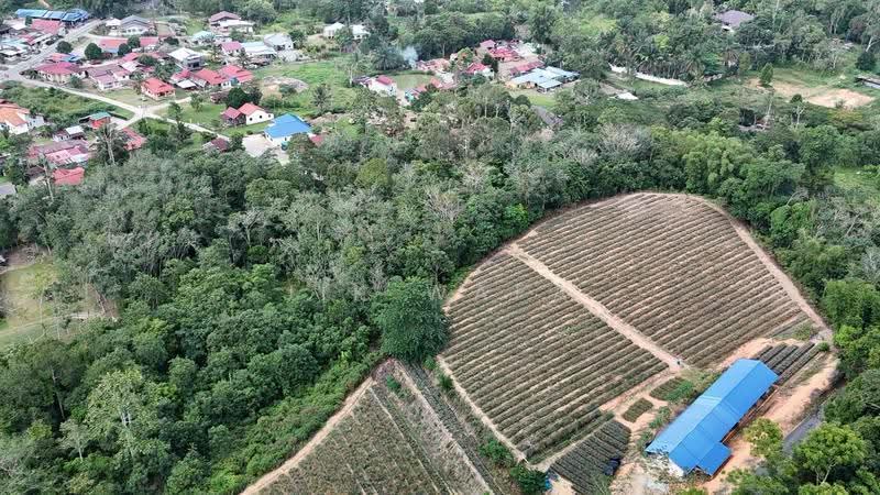Tanah Pertanian untuk Dijual di Janda Baik (Bentong) - Jik Wafa - Exterior - PropertyGuru.com.my