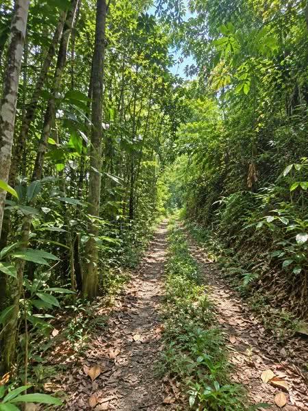 Agricultural Land for Sale in Kuala Kangsar (Perak) - Lee Muzi - Exterior - PropertyGuru.com.my