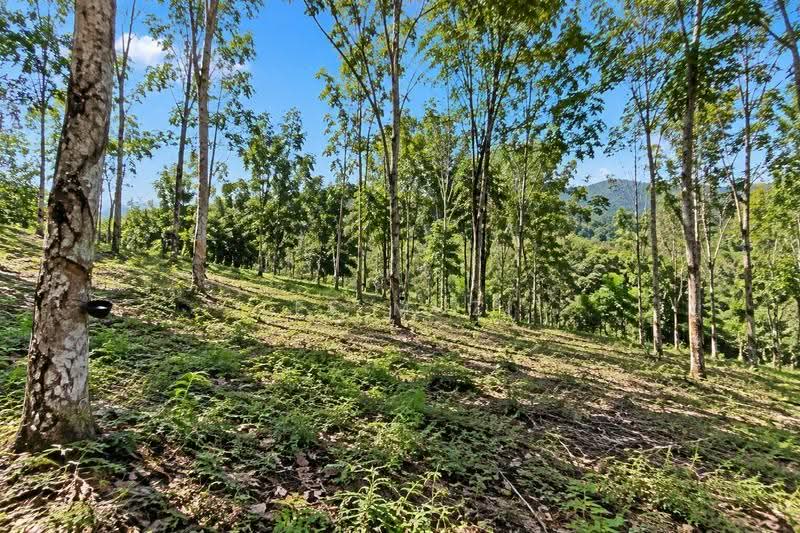 Agricultural Land for Sale in Kuala Kangsar (Perak) - Lee Muzi - Exterior - PropertyGuru.com.my